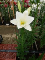 [5140 Global Leader Mak No01.JPG]